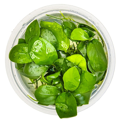 Anubias barteri var. nana Aquarium Plant — 1-2-Grow!
