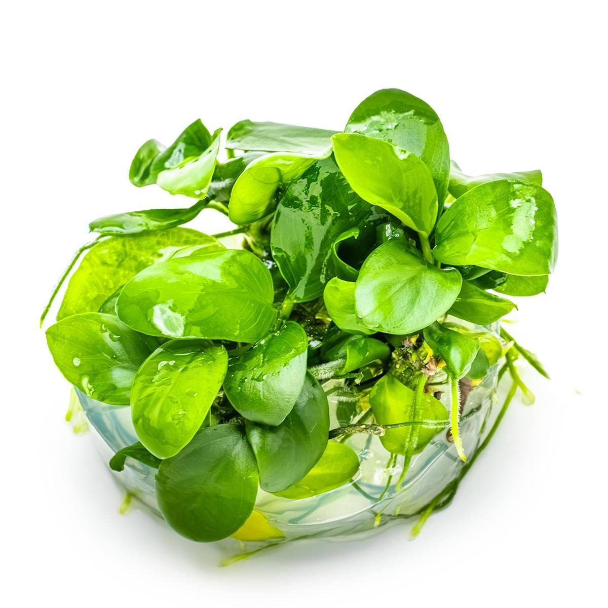 Anubias barteri var. nana Aquarium Plant — 1-2-Grow!