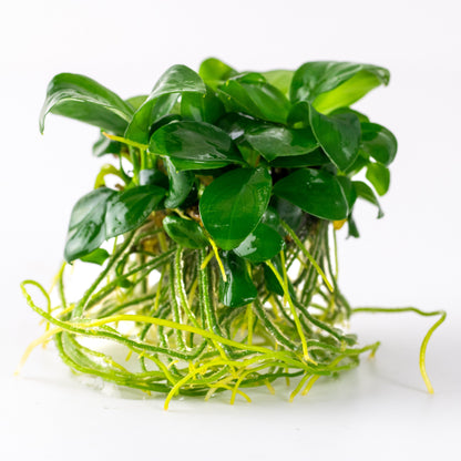 Anubias barteri var. nana Aquarium Plant — 1-2-Grow!