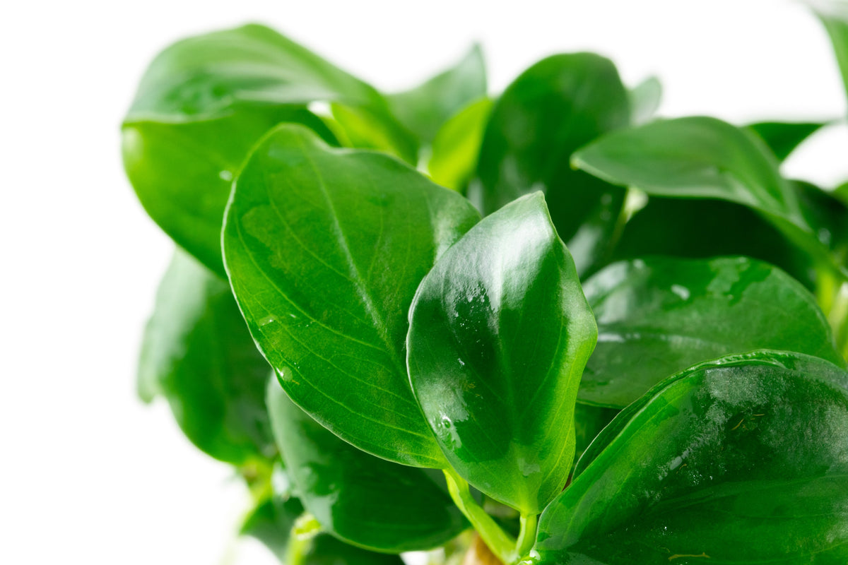 Anubias barteri var. nana Aquarium Plant — 1-2-Grow!