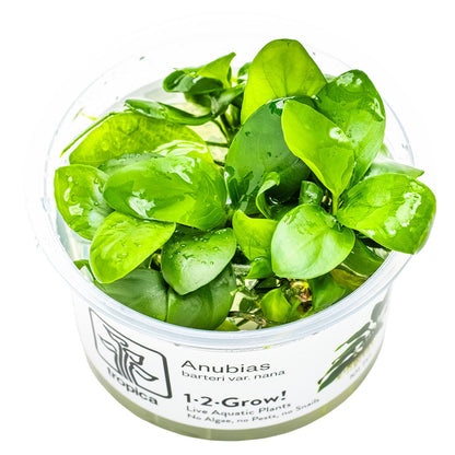 Anubias barteri var. nana Aquarium Plant — 1-2-Grow!