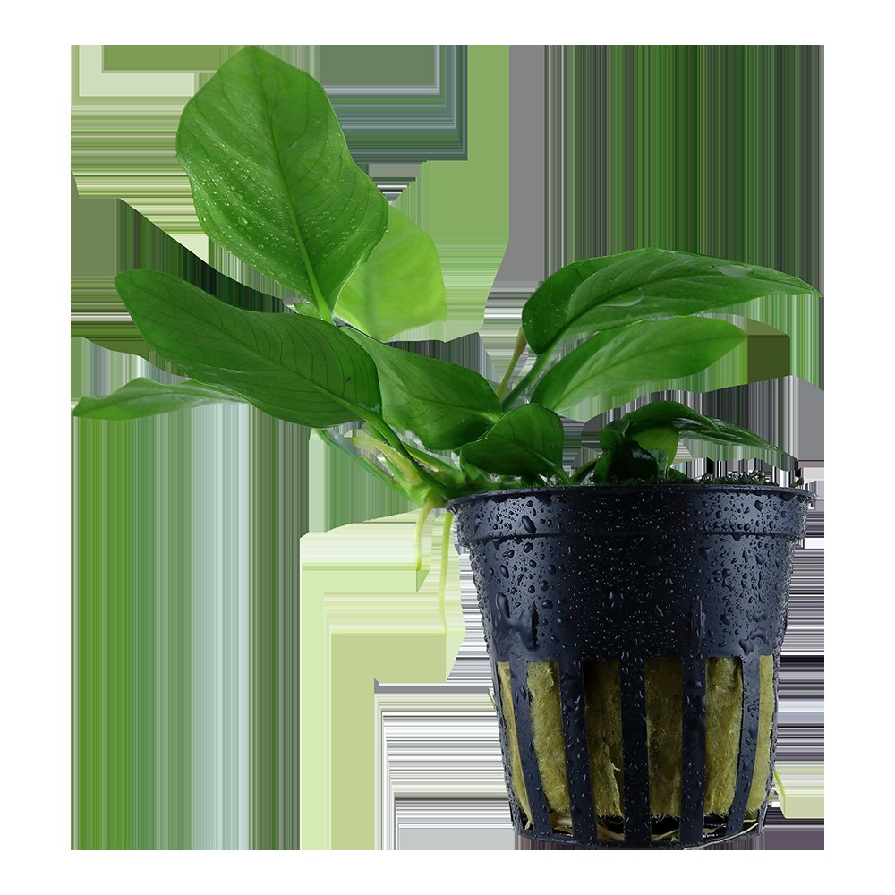 Anubias barteri var. nana Aquarium Plant — Potted