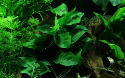 Anubias barteri var. nana Aquarium Plant — Potted