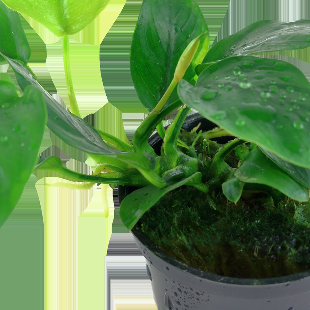 Anubias barteri var. nana Aquarium Plant — Potted