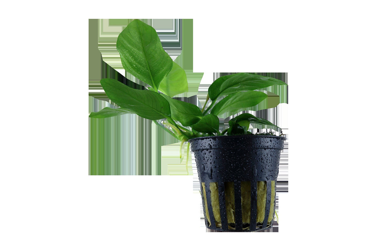 Anubias barteri var. nana Aquarium Plant — Potted