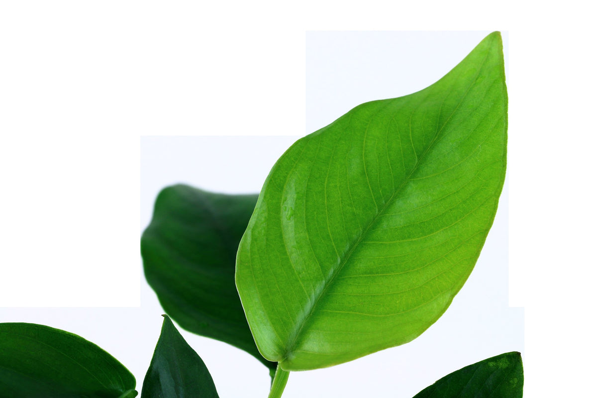 Anubias barteri var. nana Aquarium Plant — Potted