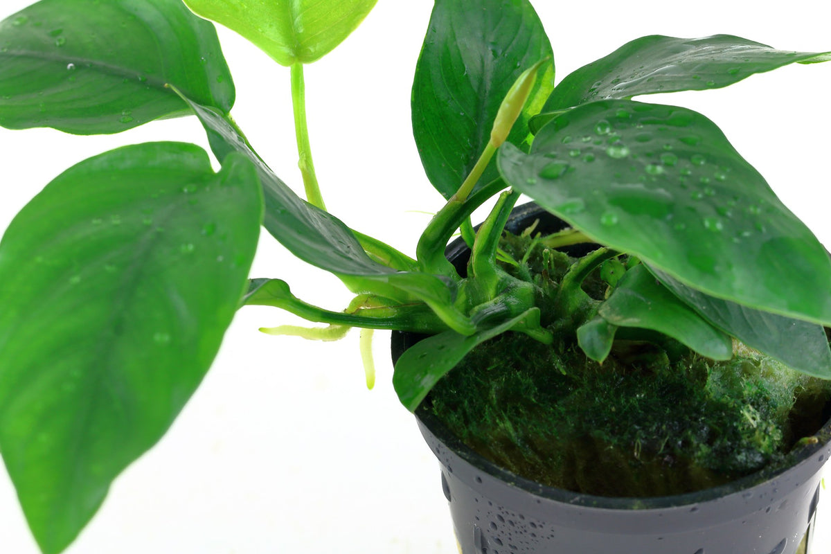 Anubias barteri var. nana Aquarium Plant — Potted