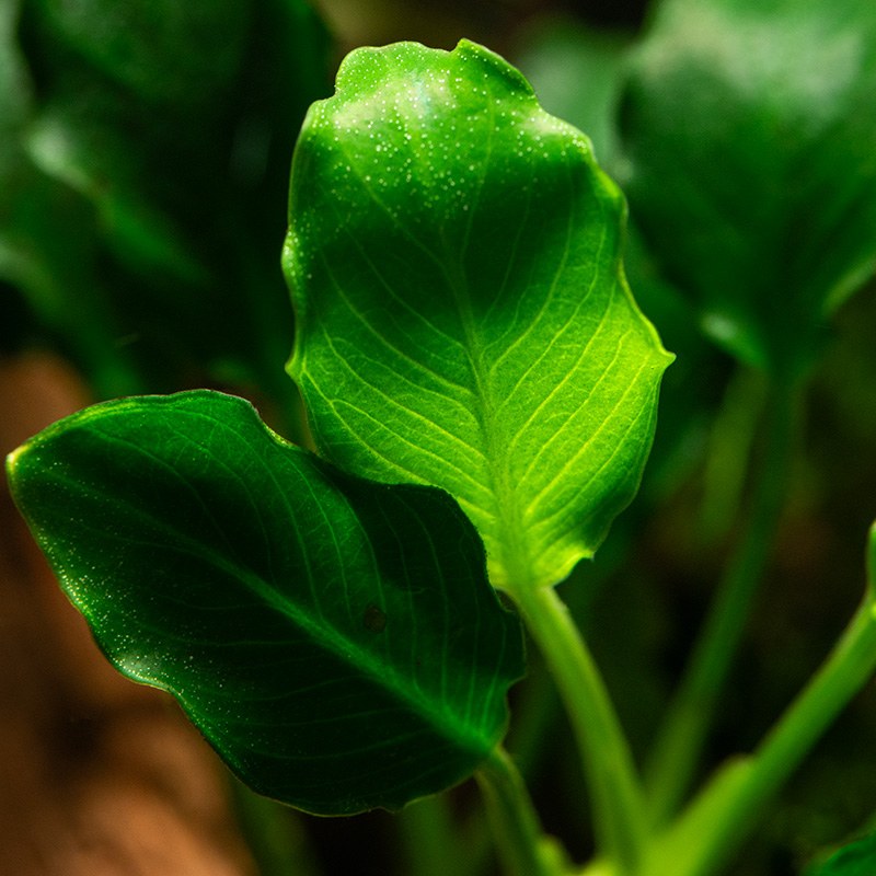 Anubias barteri var. nana 'Kirin' — Potted