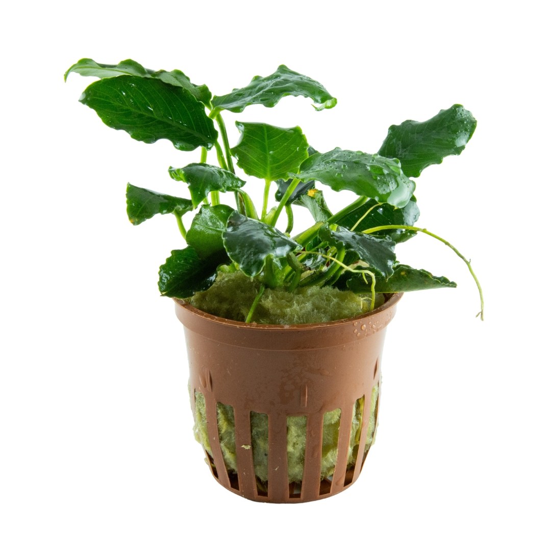 Anubias barteri var. nana 'Kirin' — Potted