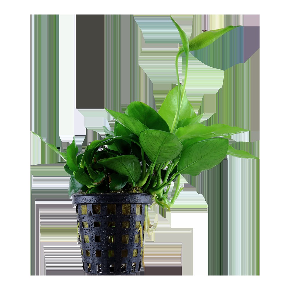 Anubias barteri var. nana 'Large' (Potted) — Potted