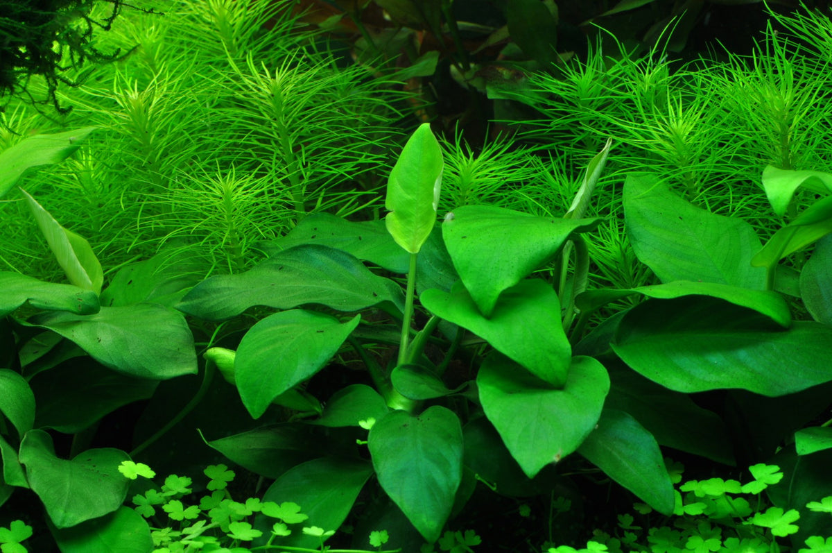Anubias barteri var. nana 'Large' (Potted) — Potted