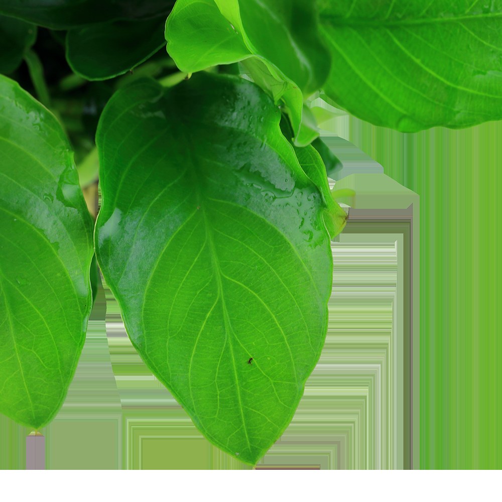 Anubias barteri var. nana 'Large' (Potted) — Potted