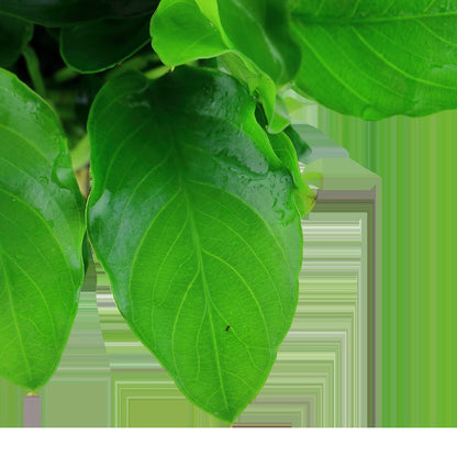 Anubias barteri var. nana 'Large' (Potted) — Potted
