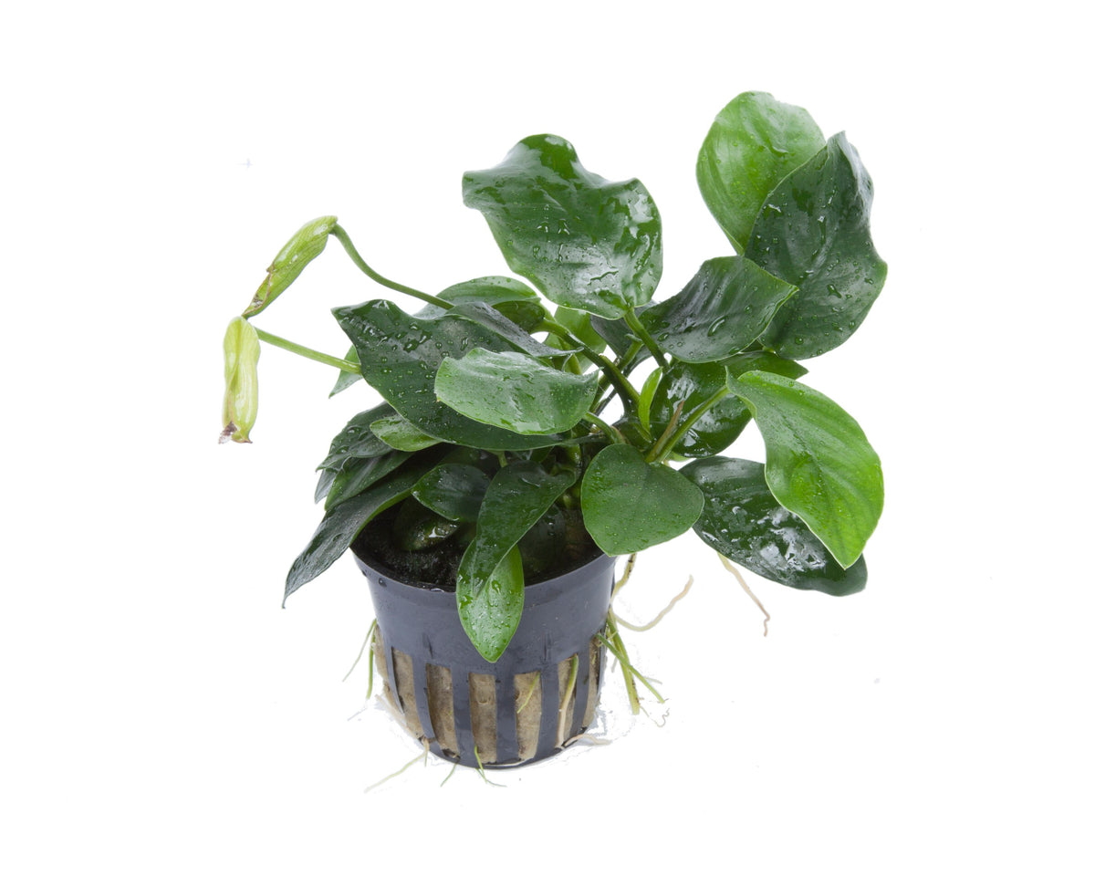 Anubias barteri var. nana 'Large' (Potted) — Potted