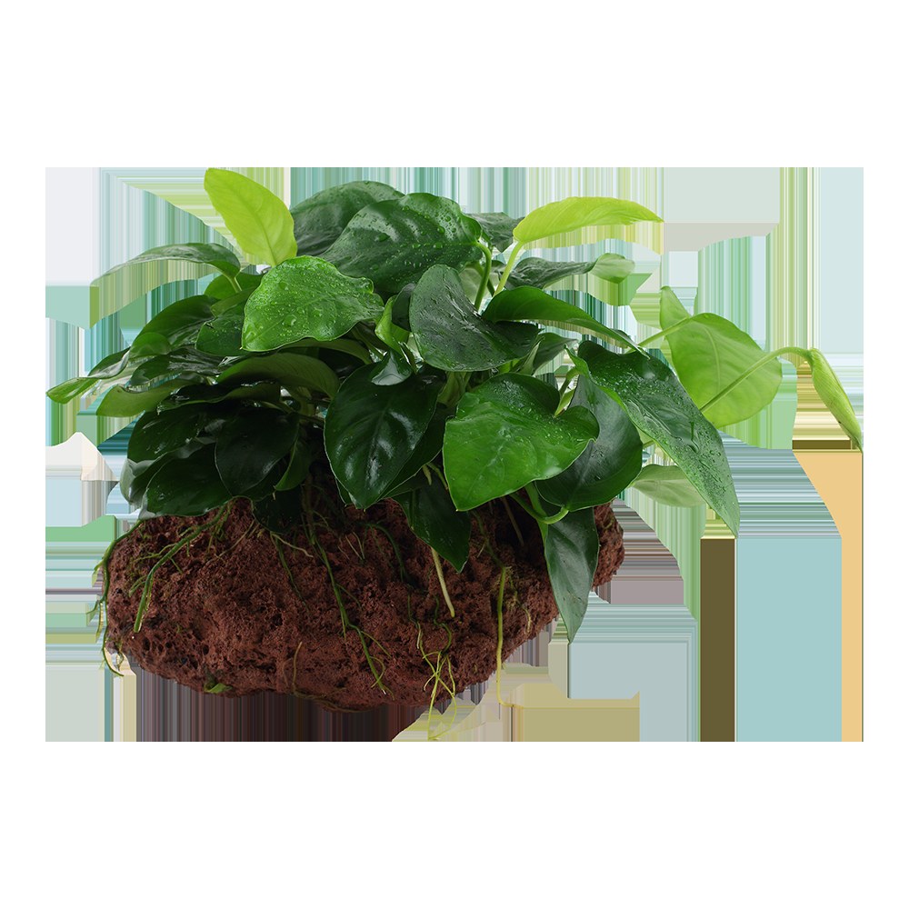 Anubias barteri var. nana on Lava Stone — Standard