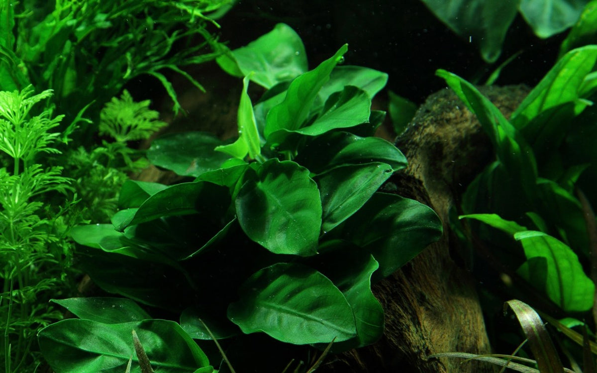 Anubias barteri var. nana on Lava Stone — Standard
