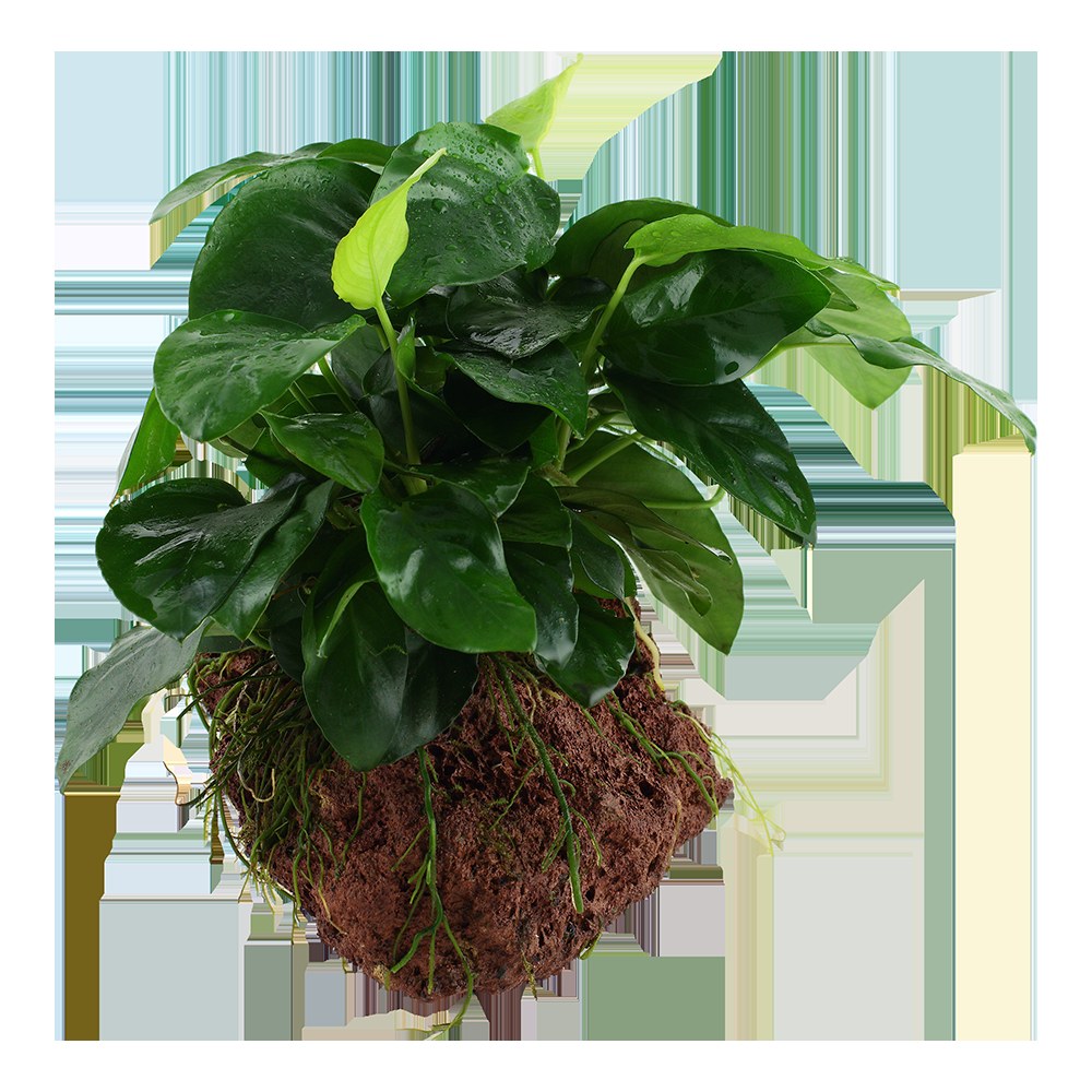 Anubias barteri var. nana on Lava Stone — Standard