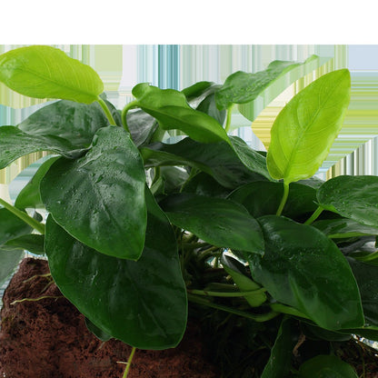 Anubias barteri var. nana on Lava Stone — Standard