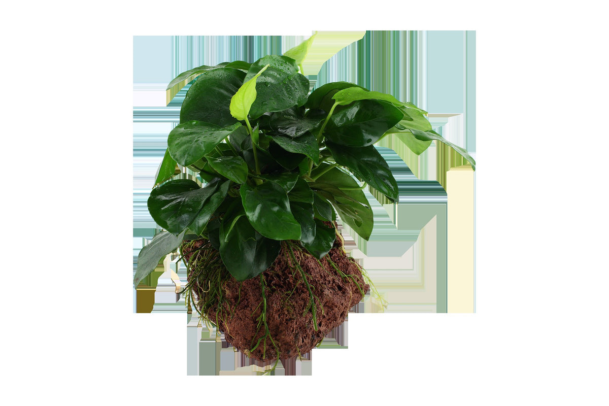 Anubias barteri var. nana on Lava Stone — Standard