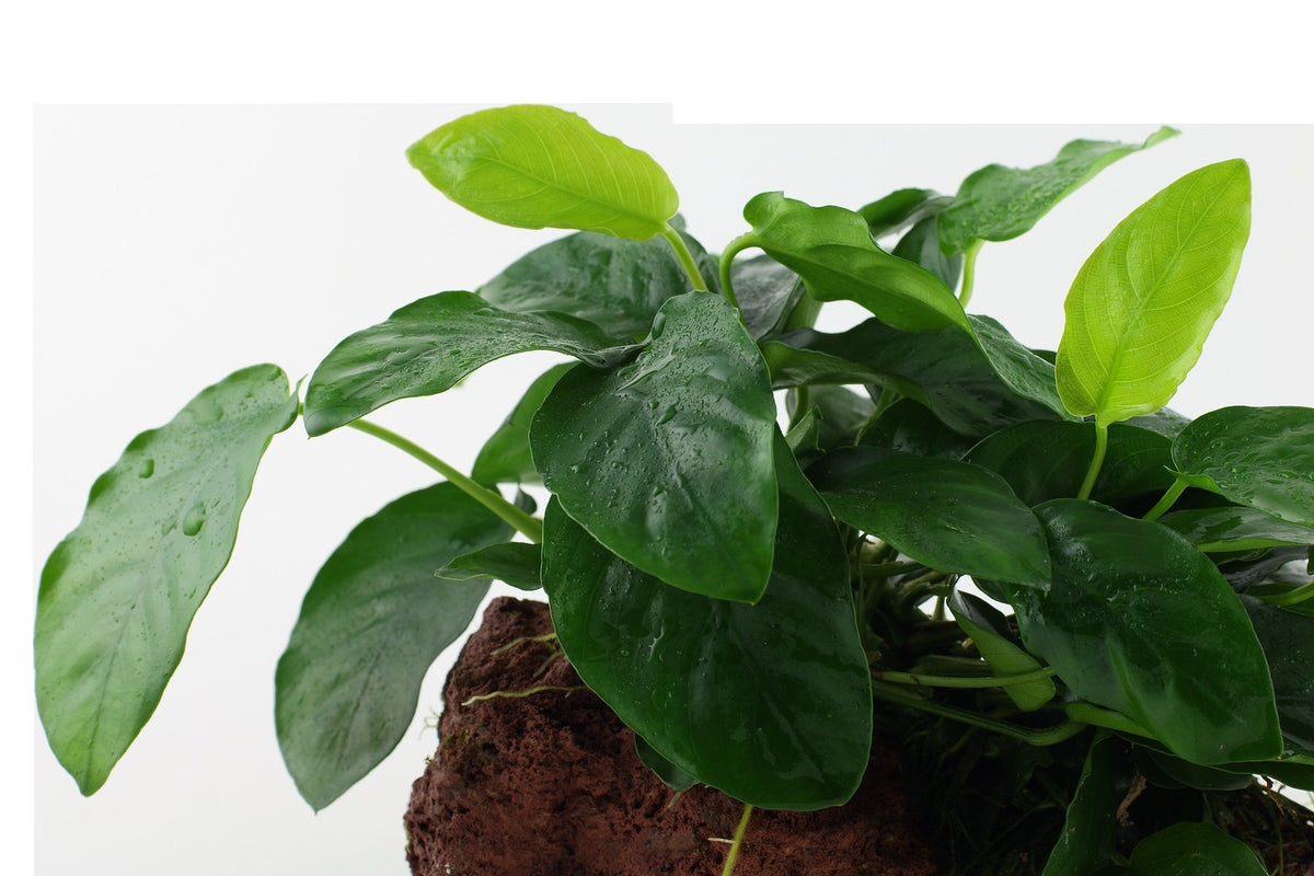Anubias barteri var. nana on Lava Stone — Standard