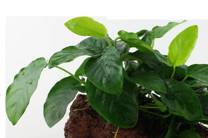 Anubias barteri var. nana on Lava Stone — Standard