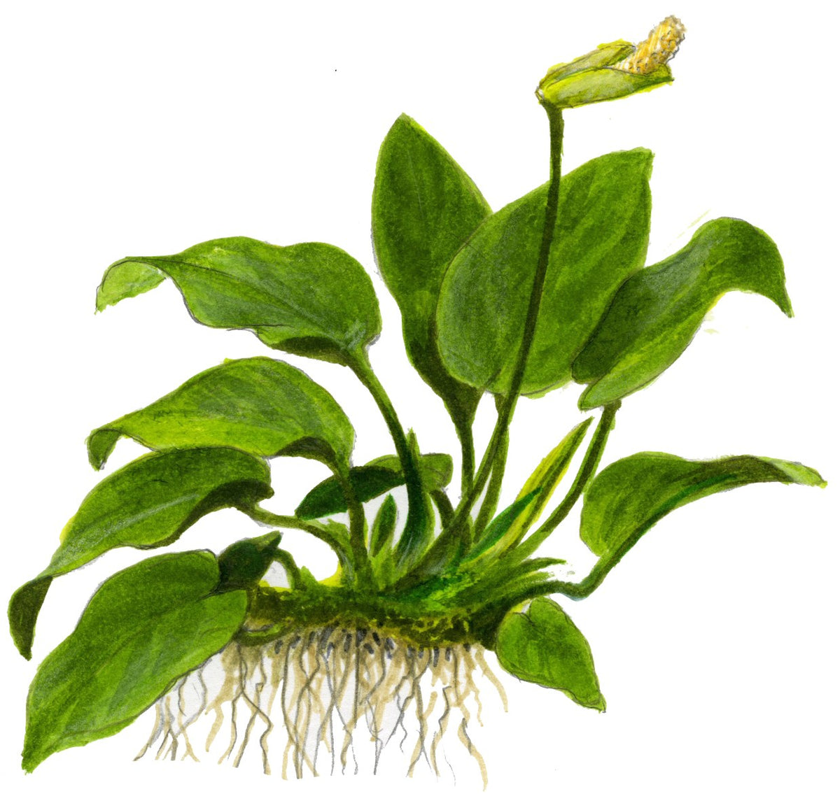 Anubias barteri var. nana on Lava Stone — Standard