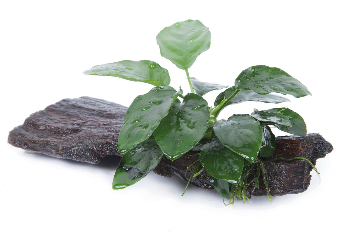 Anubias barteri var. nana on Wood — Standard