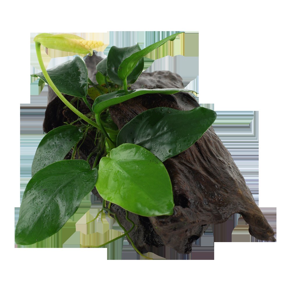 Anubias barteri var. nana on Wood — Standard