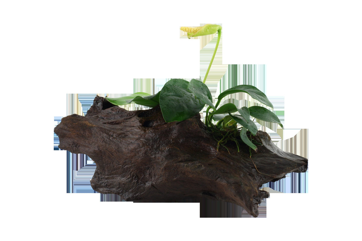 Anubias barteri var. nana on Wood — Standard