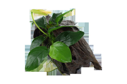Anubias barteri var. nana on Wood — Standard