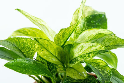 Anubias barteri var. nana 'Pinto' — Potted