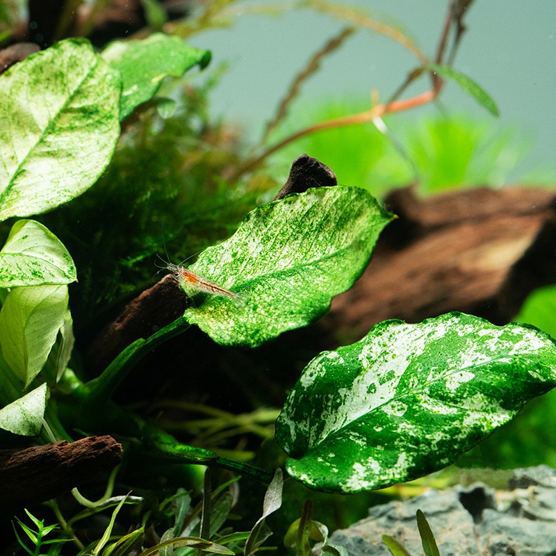Anubias barteri var. nana 'Pinto' — Potted