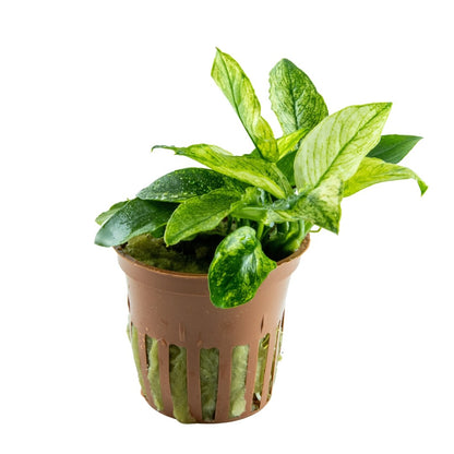 Anubias barteri var. nana 'Pinto' — Potted