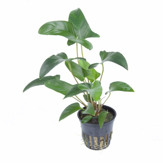 Anubias gracilis — Potted