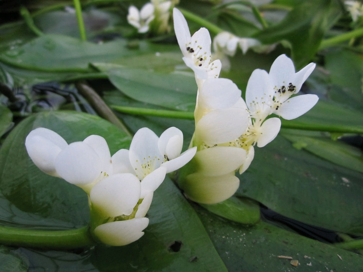 Aponogeton distachyos