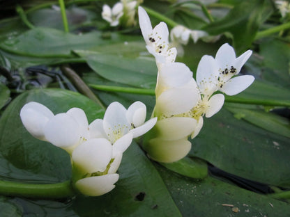 Aponogeton distachyos