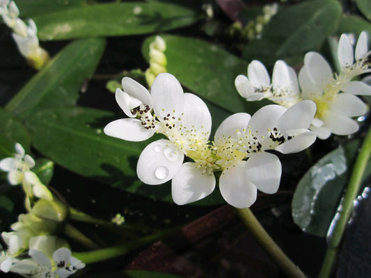 Aponogeton distachyos