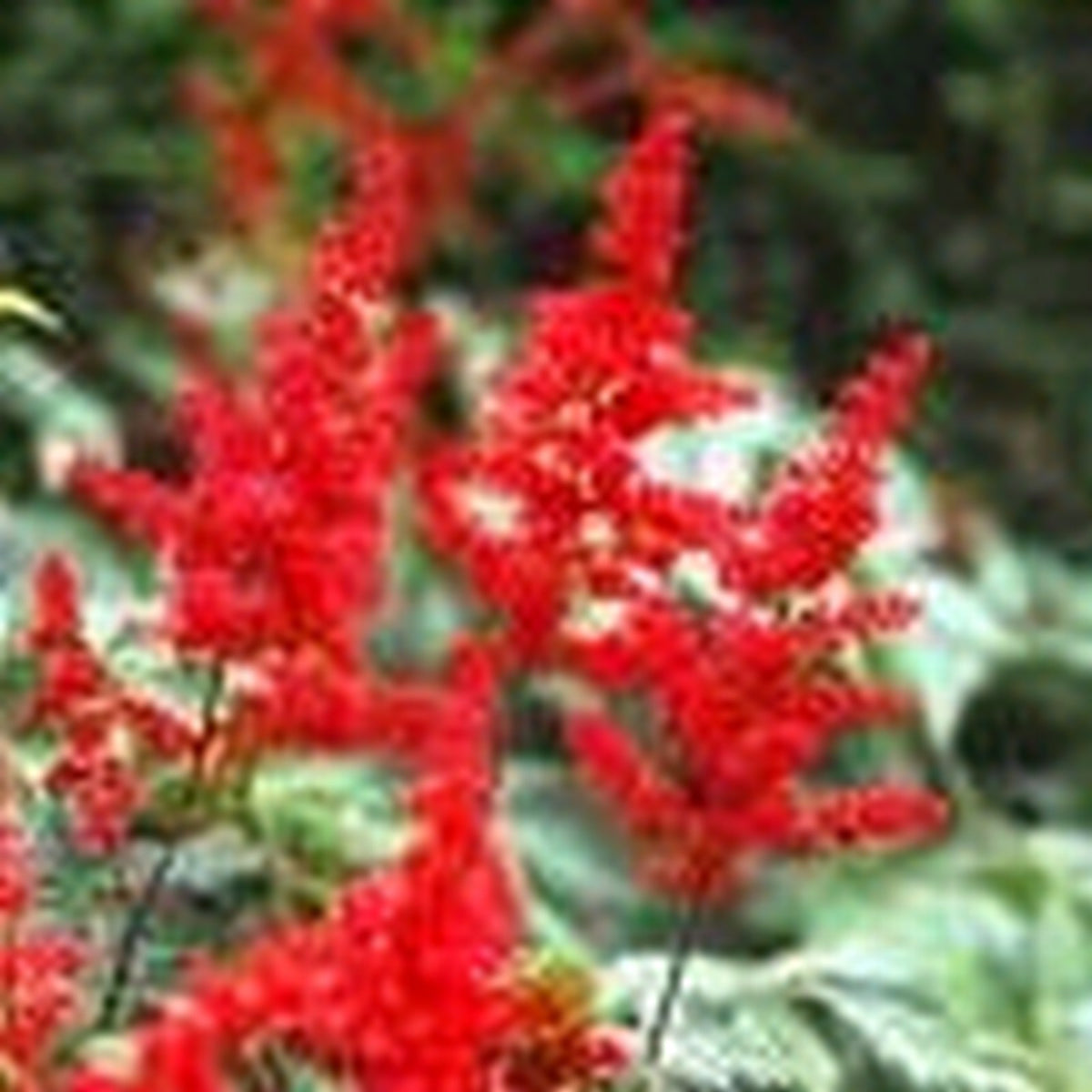 Astilbe Red Marginal Pond Plant (1 Litre Pot)