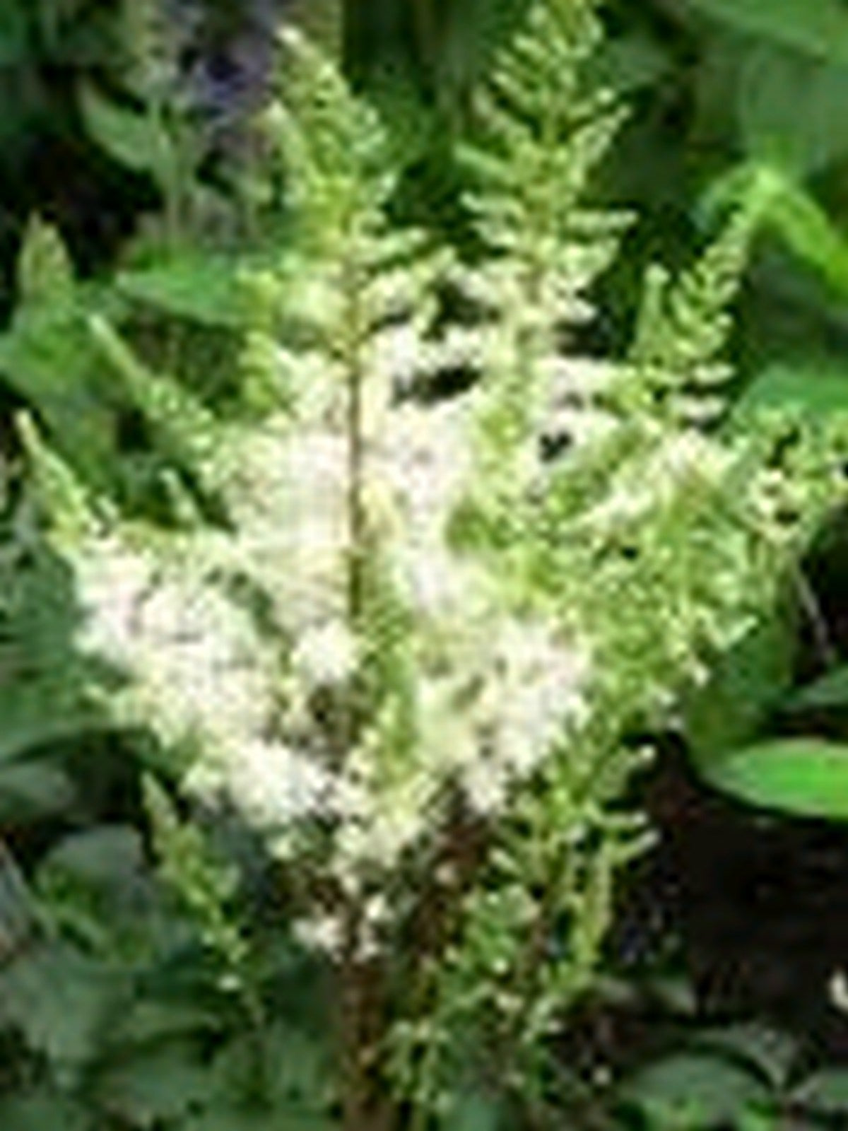 Astilbe White: Moisture-Loving Shade Plant (1 Litre Pot)
