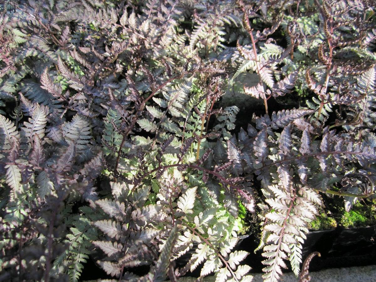 Athyrium niponicum Metallicum - Pack of 3 (9cm Pots)