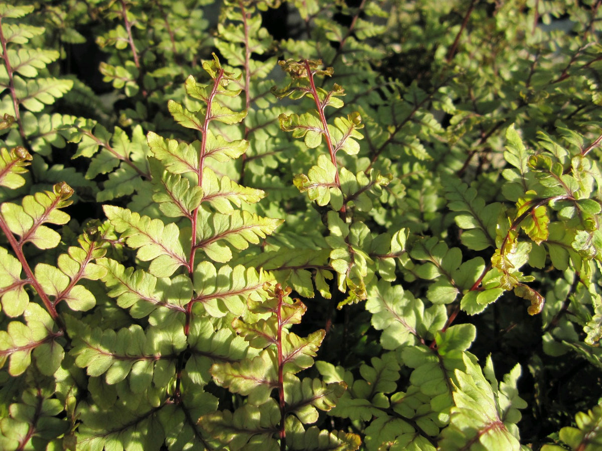 Athyrium otophorum var. okanum (Lady Fern) - Pack of 3, 9cm Pots