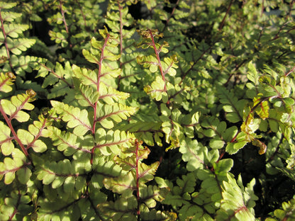 Athyrium otophorum var. okanum (Lady Fern) - Pack of 3, 9cm Pots