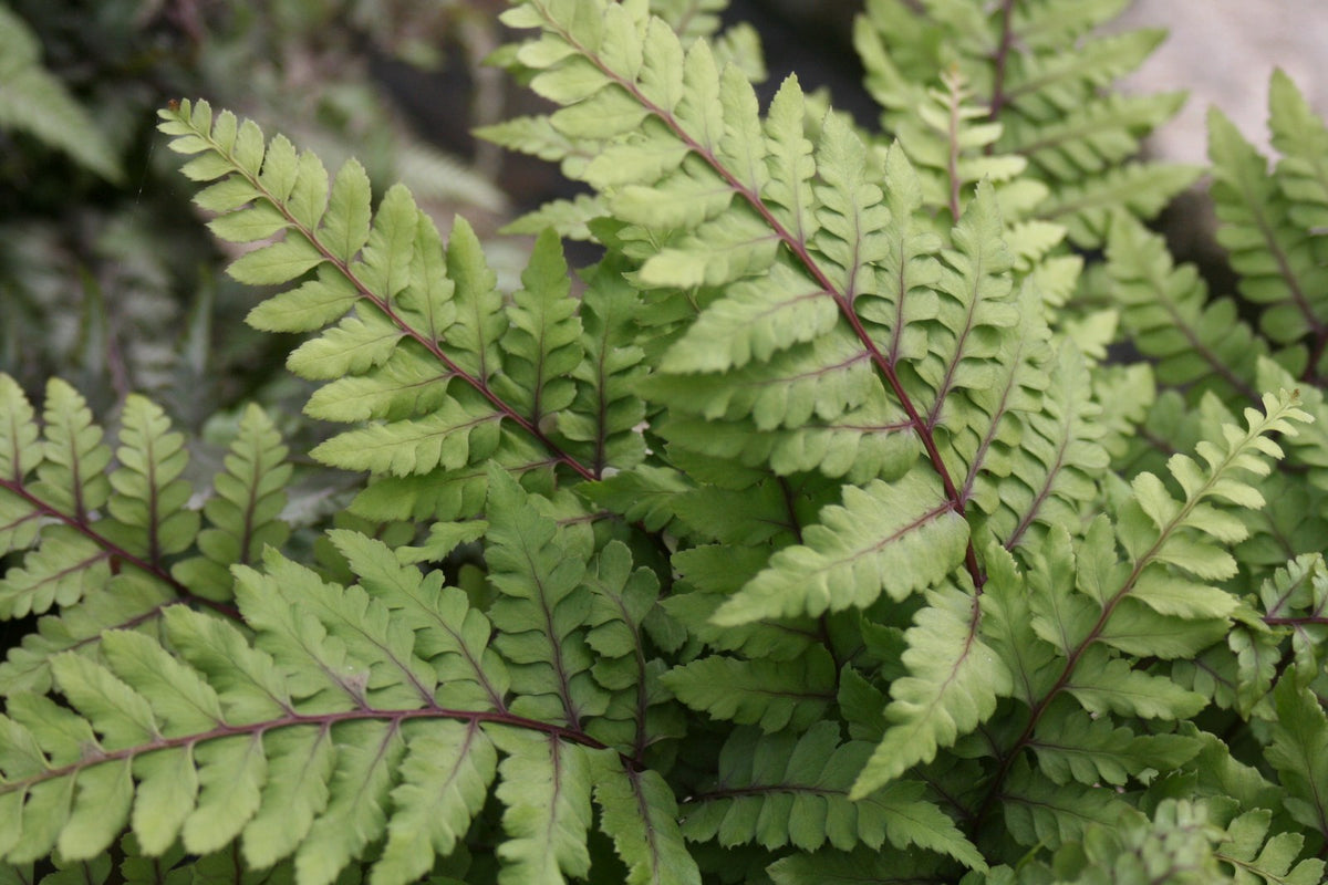 Athyrium otophorum var. okanum (Lady Fern) - Pack of 3, 9cm Pots