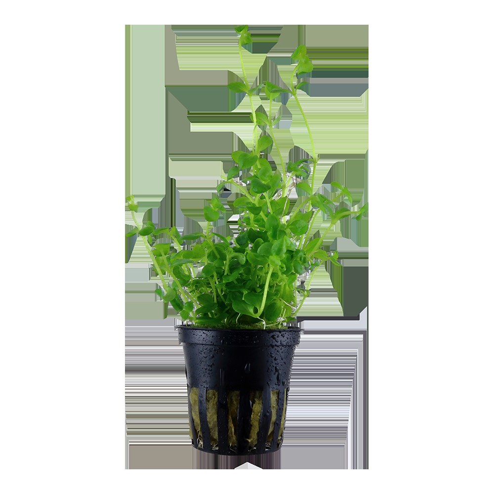 Bacopa australis - Potted Aquarium Plant — Potted
