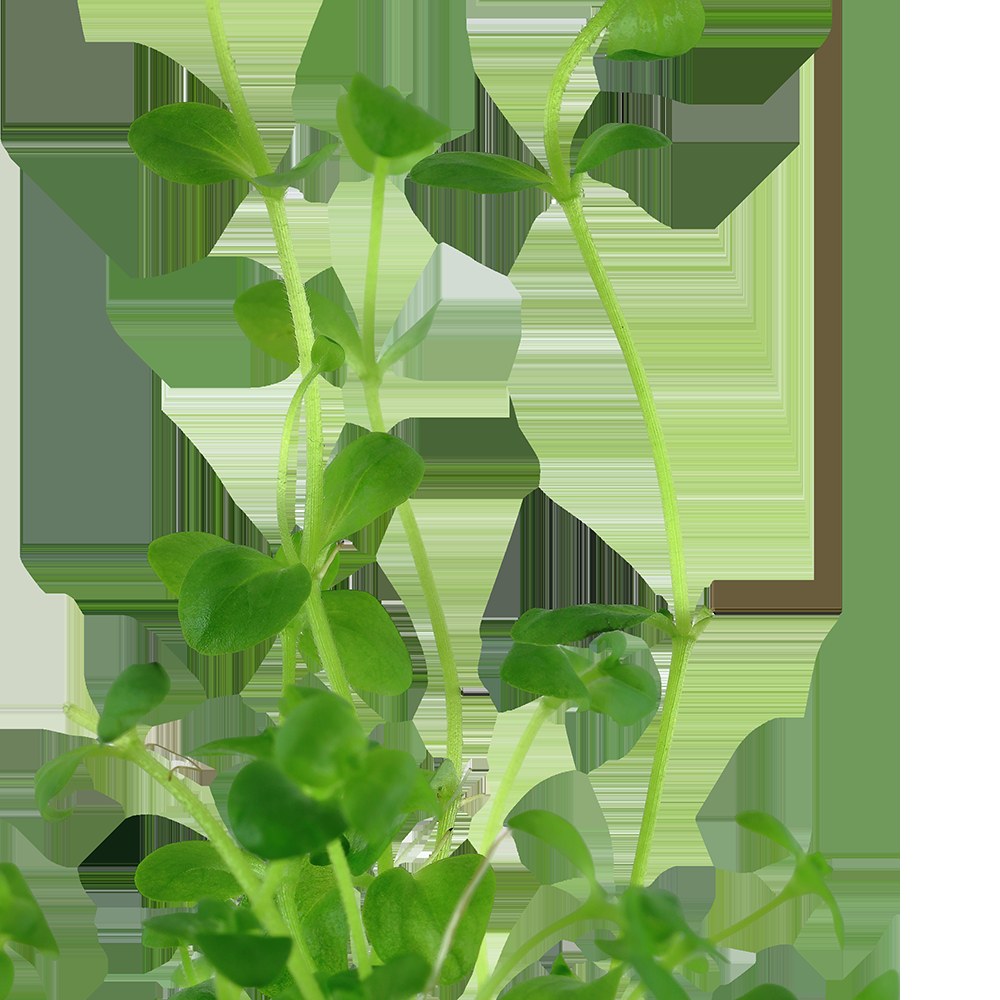 Bacopa australis - Potted Aquarium Plant — Potted
