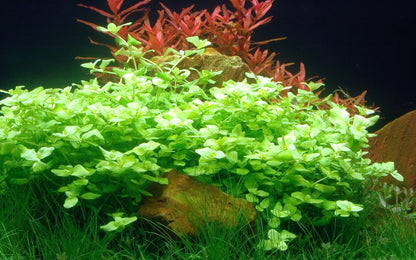 Bacopa australis - Potted Aquarium Plant — Potted