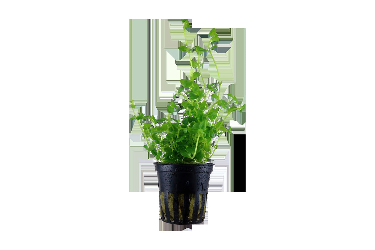 Bacopa australis - Potted Aquarium Plant — Potted