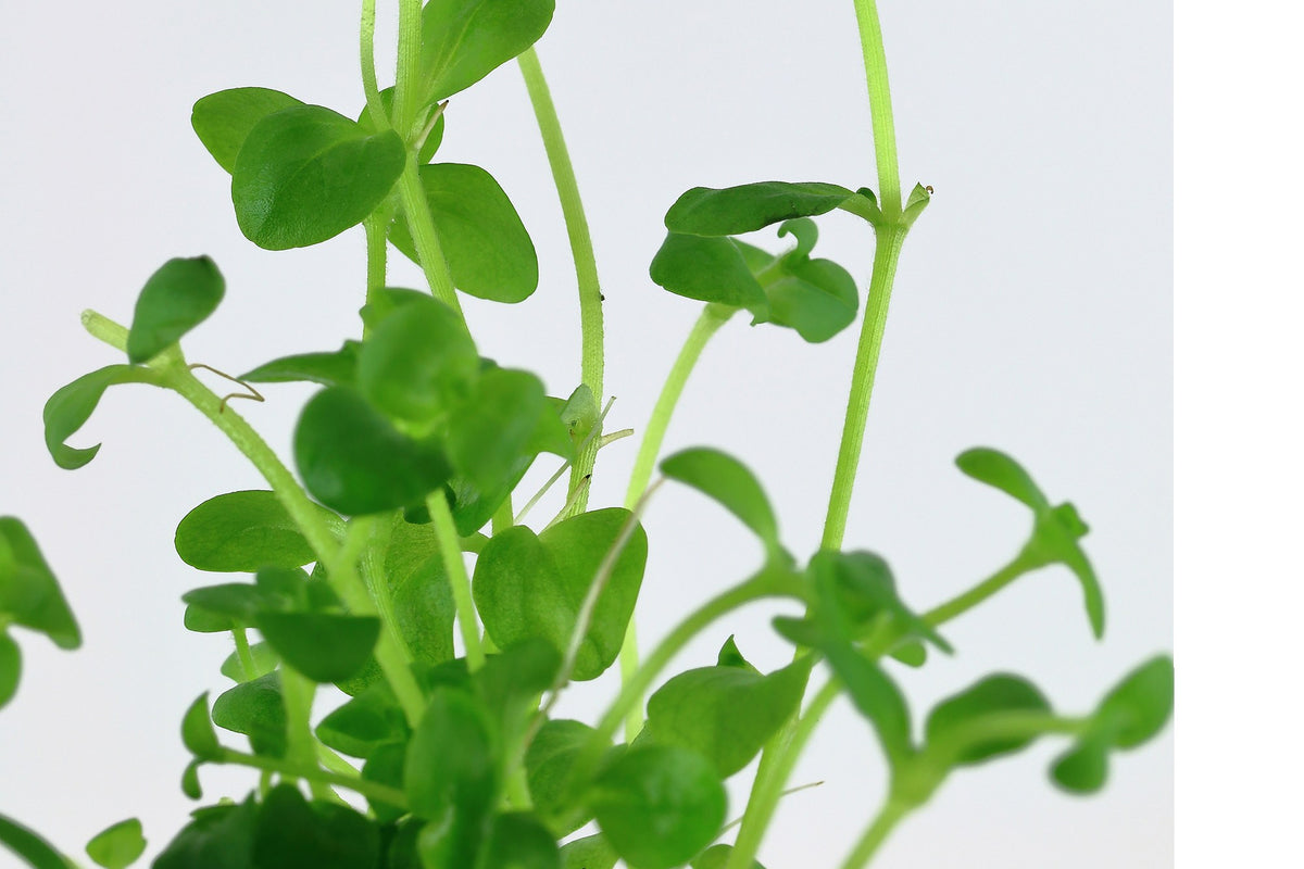 Bacopa australis - Potted Aquarium Plant — Potted