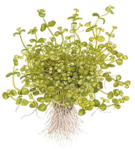 Bacopa australis - Potted Aquarium Plant — Potted