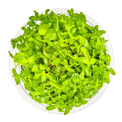 Bacopa caroliniana — 1-2-Grow!